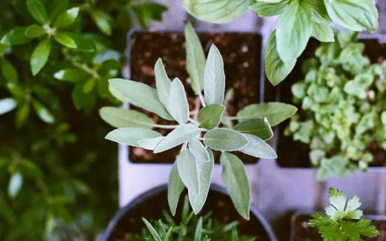 Uma seleção de ervas de proteção como Alecrim, Arruda e Sálvia.